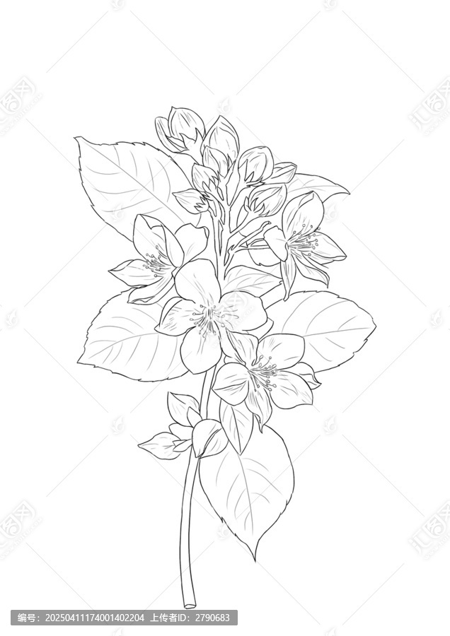 茉莉花線稿