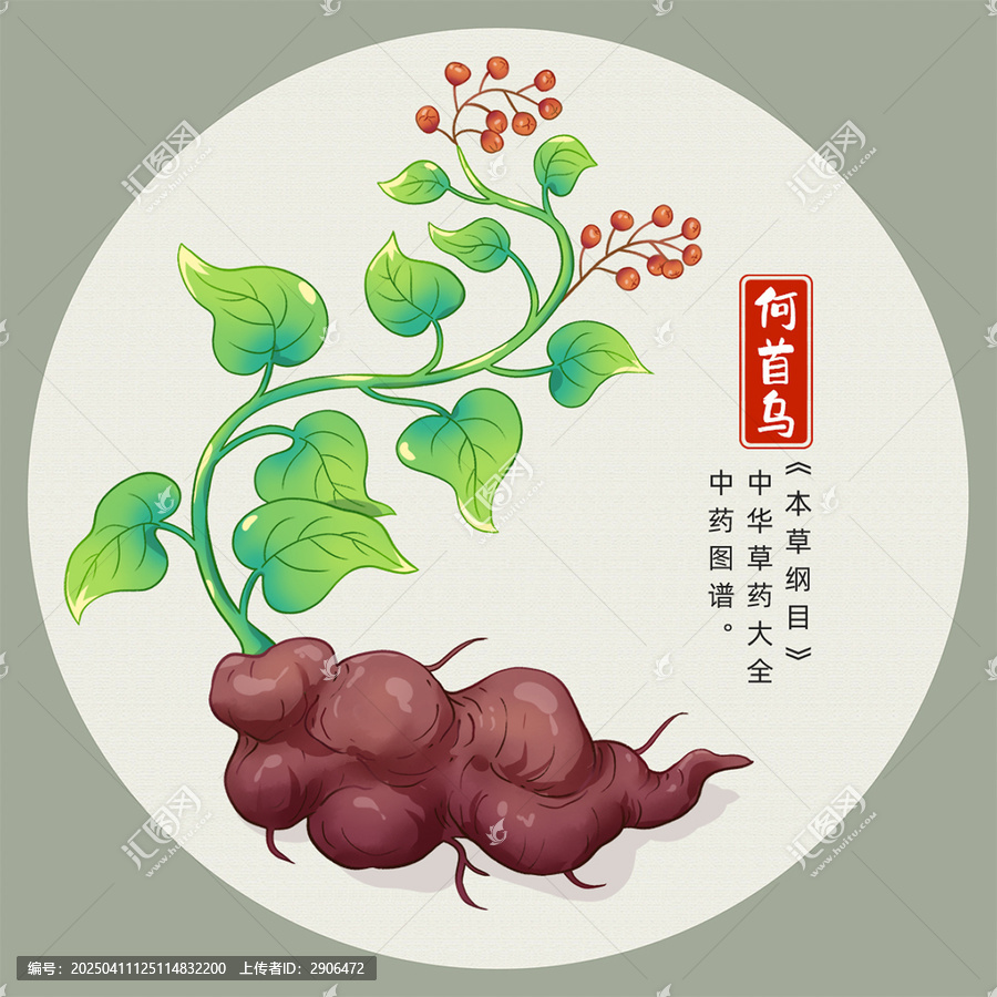 何首烏插畫手繪