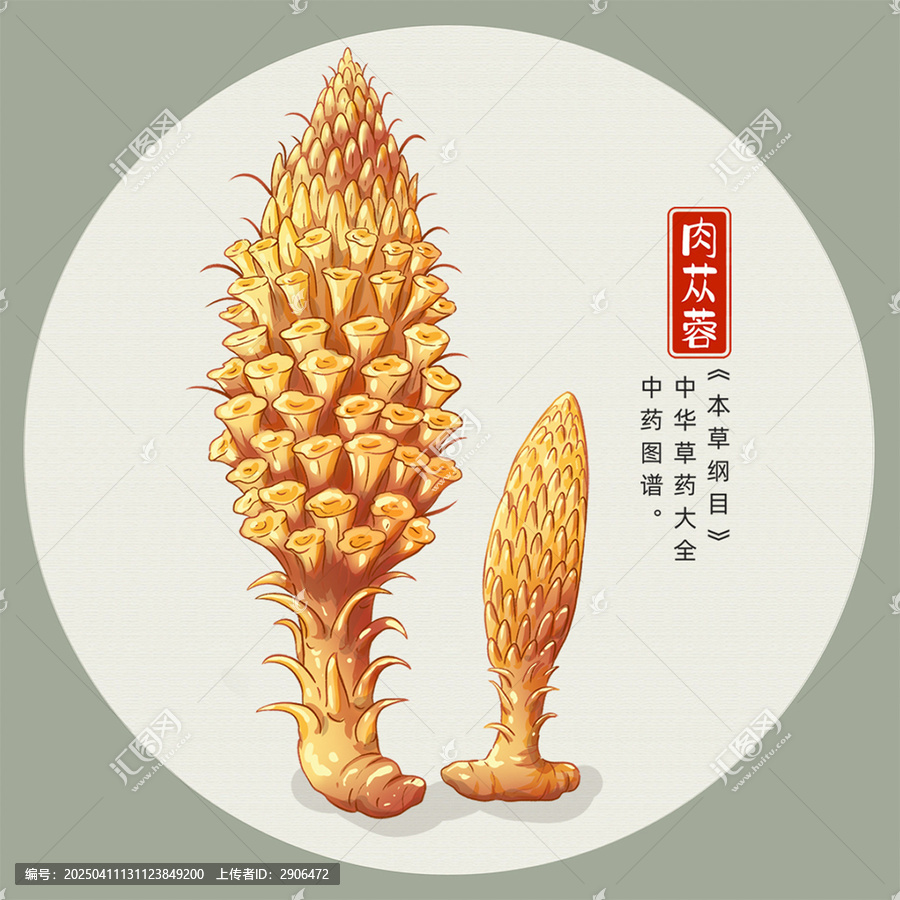 肉蓯蓉插畫手繪