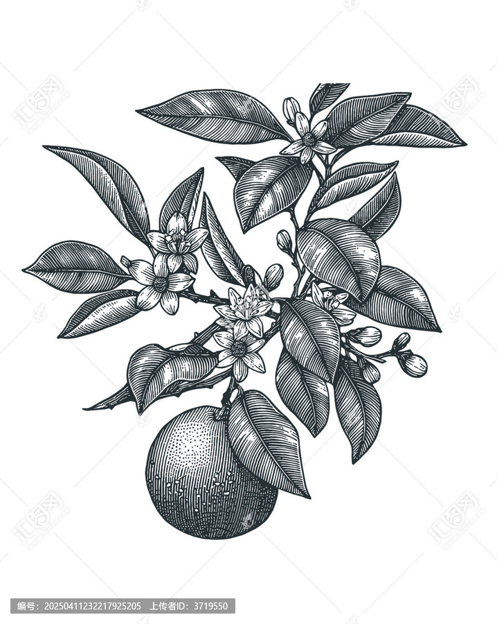 矢量版畫橘子