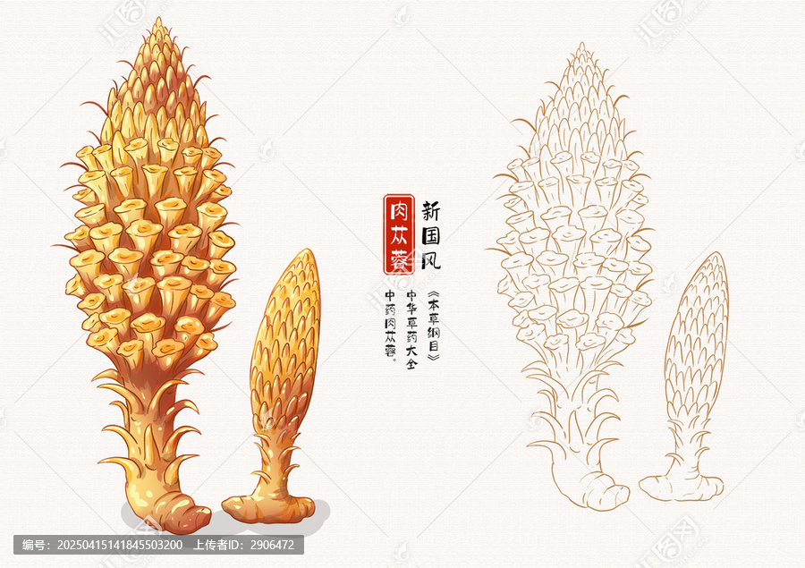 肉蓯蓉草藥插畫手繪