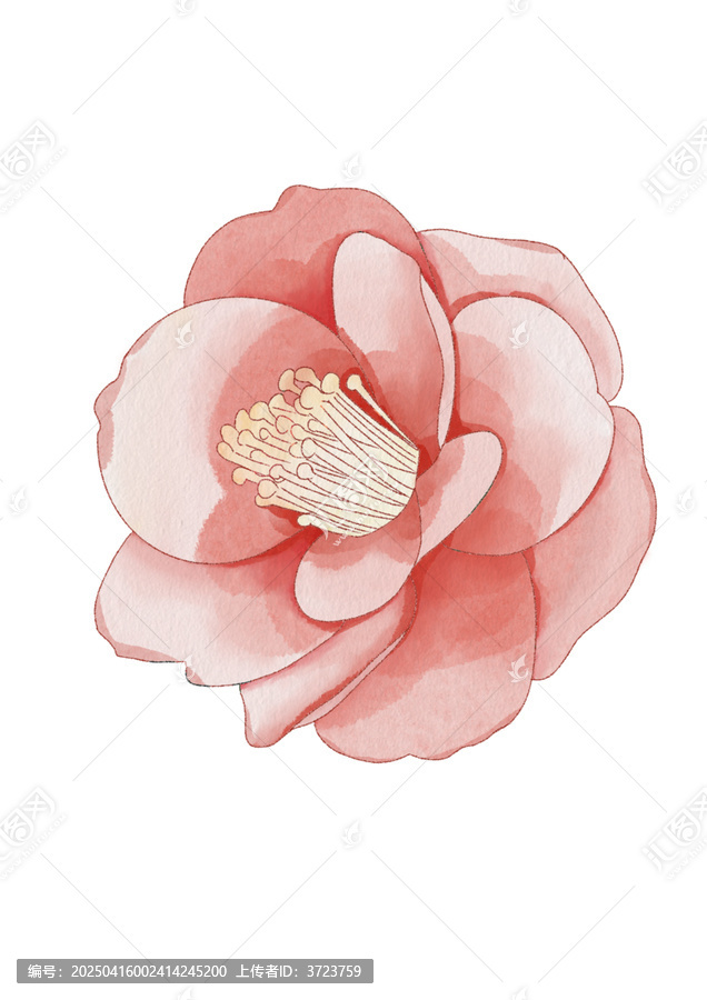 山茶花