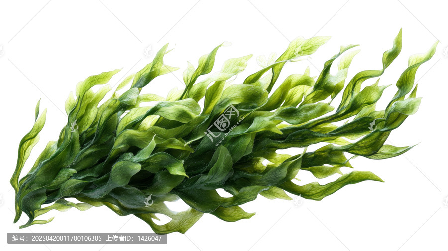 [免摳素材]新鮮綠色海藻特寫