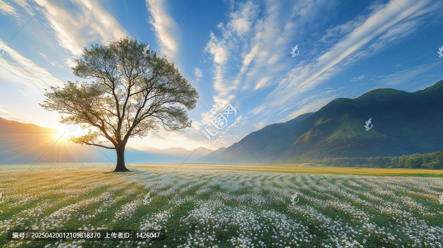 朝陽(yáng)下的花田與群山