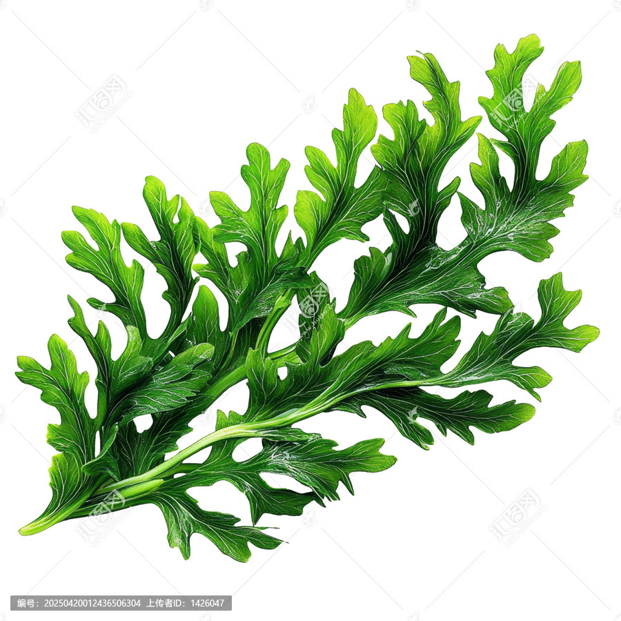 [免摳素材]綠色植物葉脈精細(xì)圖案
