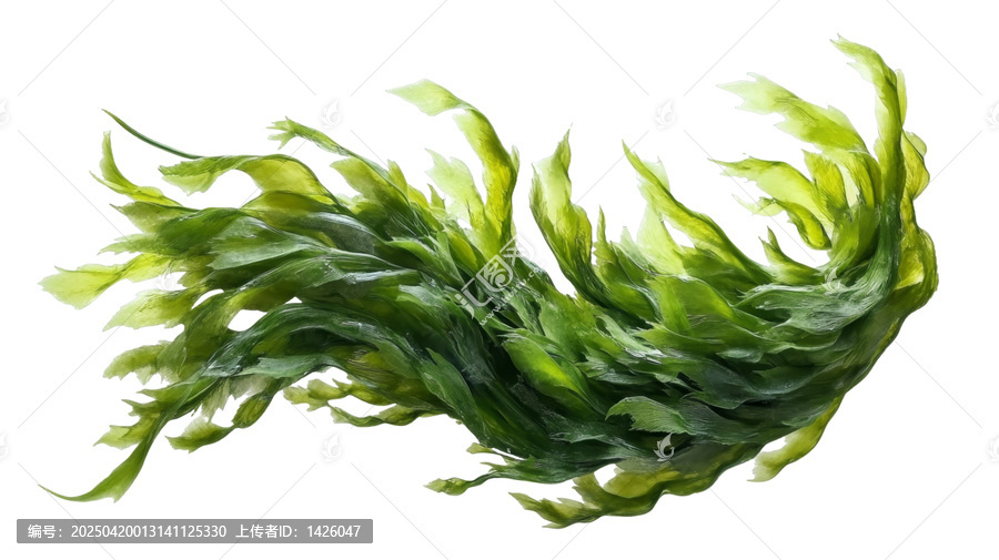[免摳素材]新鮮海藻白色背景特寫