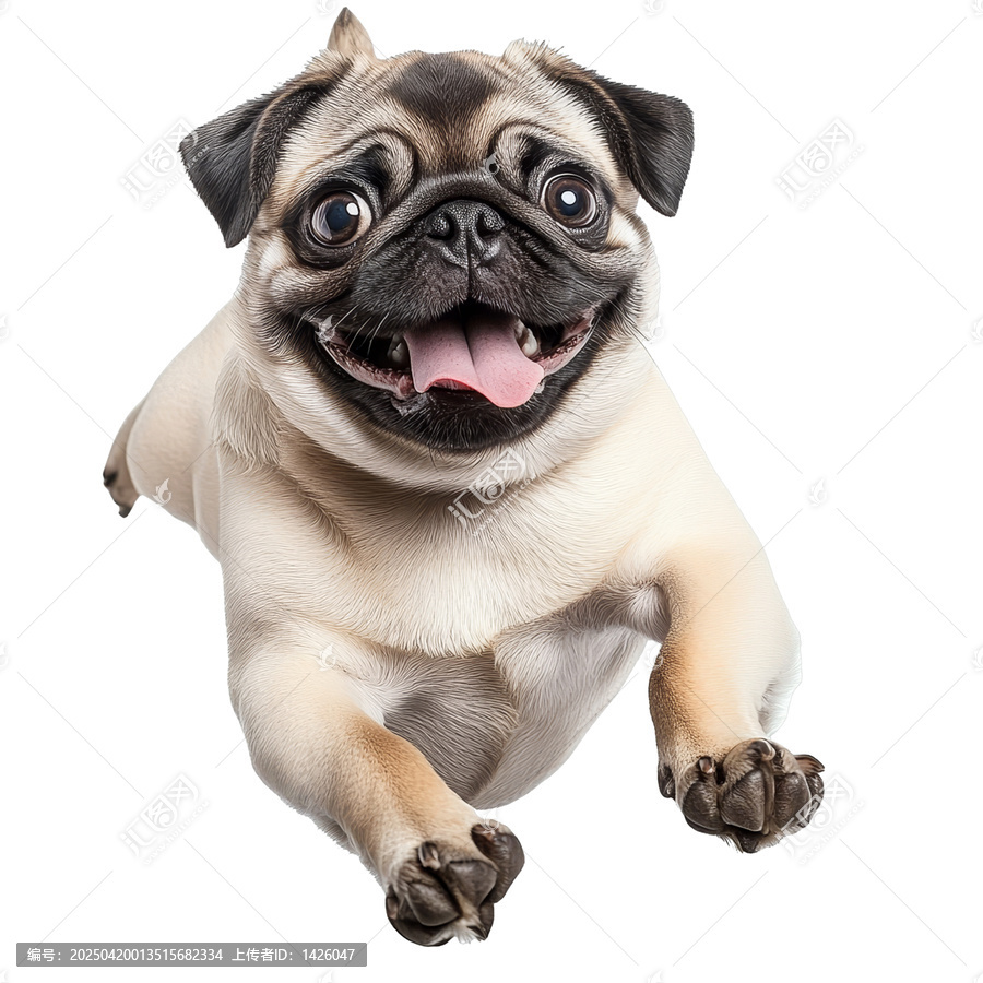 [免摳素材]快樂的巴哥犬在白色背景前跳躍