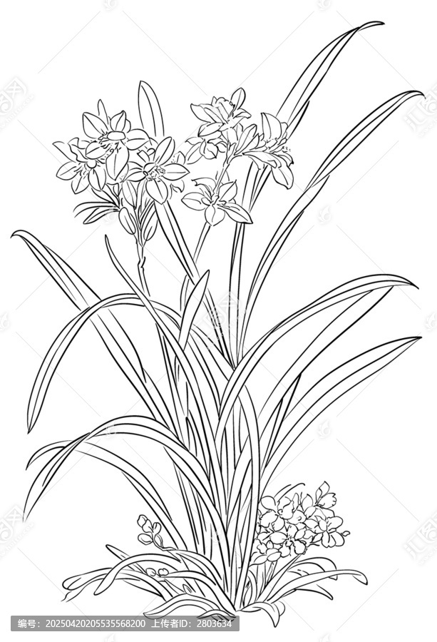 白描線稿鮮花花卉