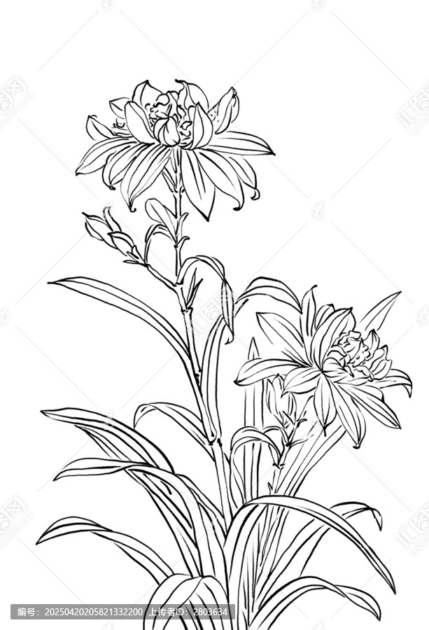 白描線稿花朵花草素材