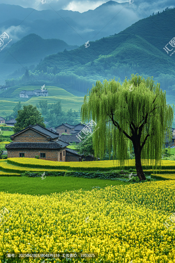 稻田遠(yuǎn)山柳樹