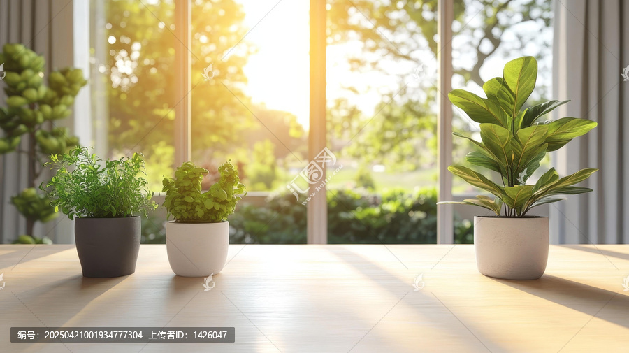 陽(yáng)光灑進(jìn)窗欞的溫馨植物
