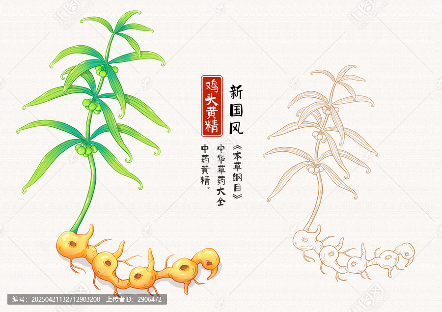 雞頭黃精草藥插畫