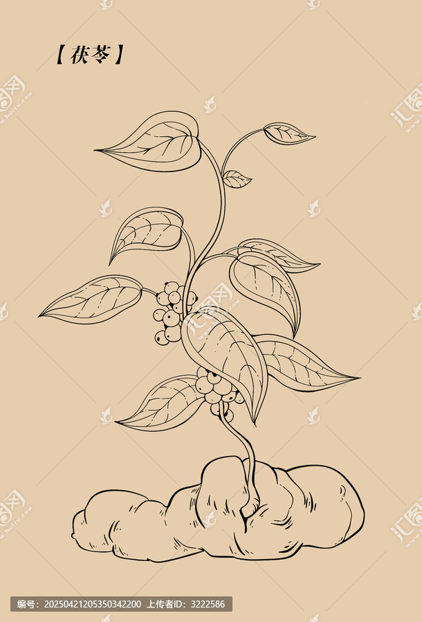 茯苓線稿