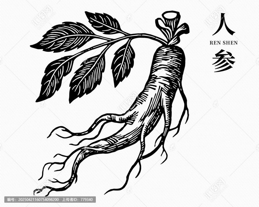 人參線稿