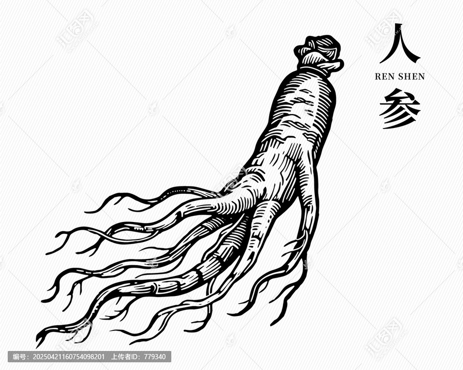 人參線稿