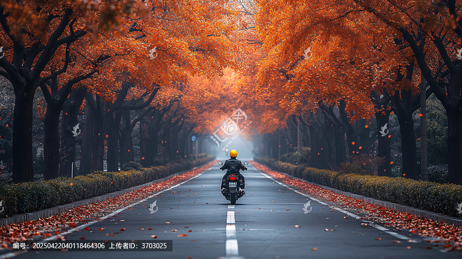 騎摩托車(chē)穿行在滿(mǎn)是黃葉的林蔭大道上