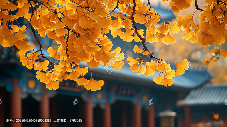 古建筑旁銀杏樹枝頭金黃葉子特寫