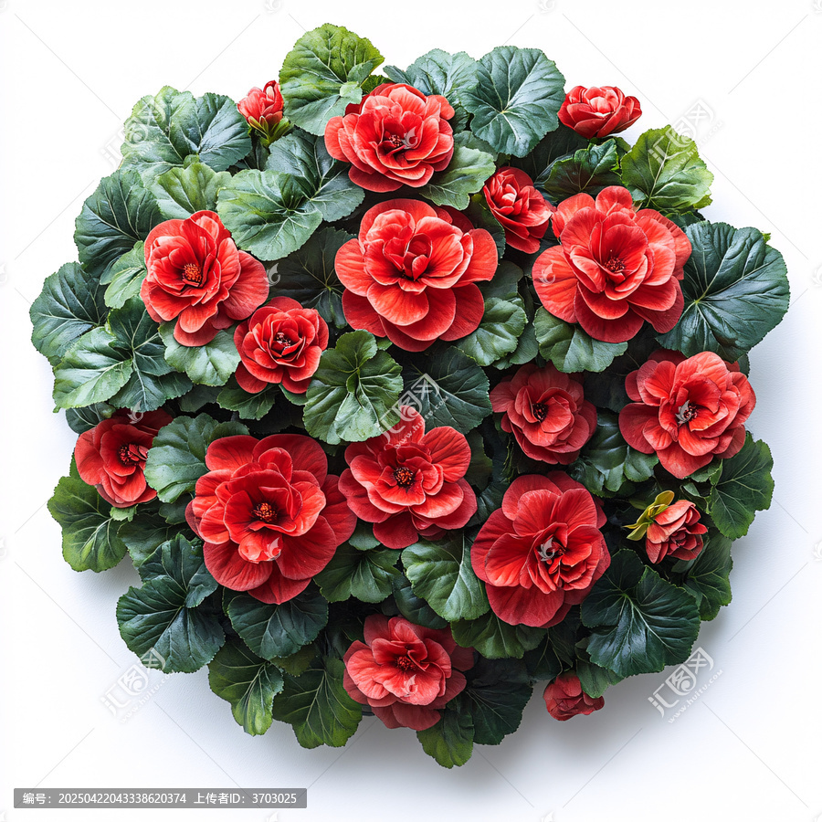 紅秋海棠花叢