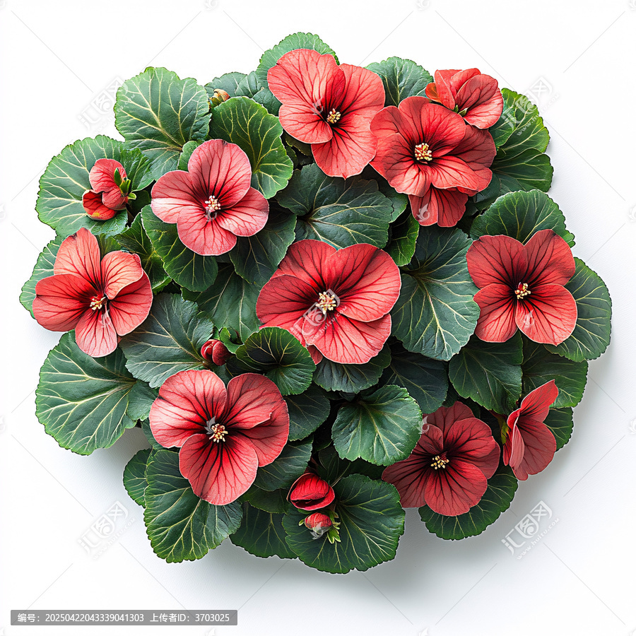 紅秋海棠花叢
