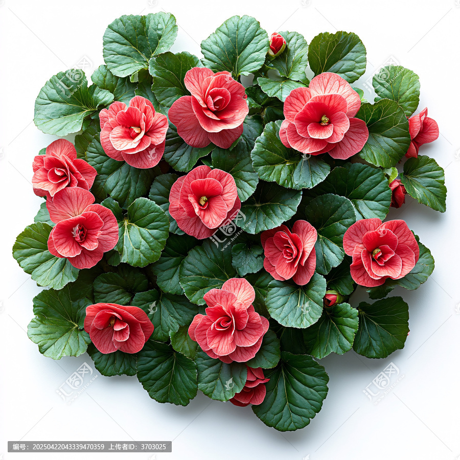 紅秋海棠花叢