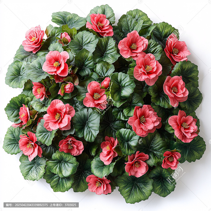 紅秋海棠花叢