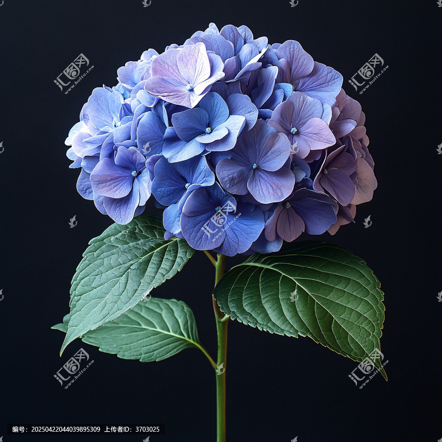 紫色繡球花