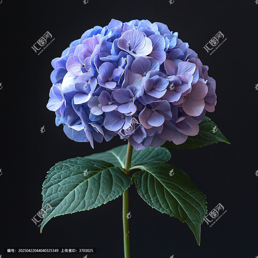 紫色繡球花