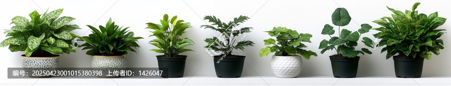 各種盆栽植物的精美擺放