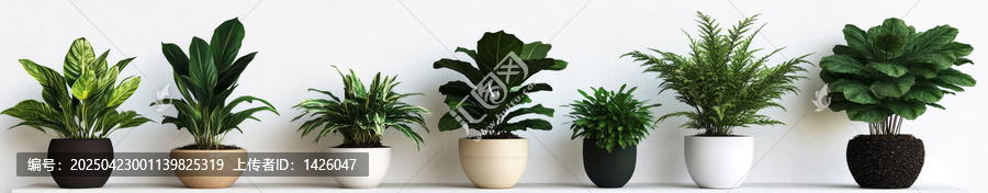 不同花盆中的室內(nèi)植物