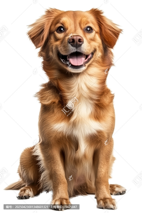 [免摳素材]快樂的金毛犬肖像