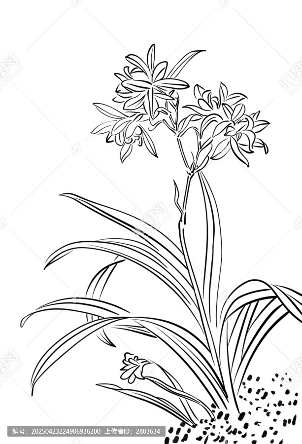 白描線稿花卉插畫元素