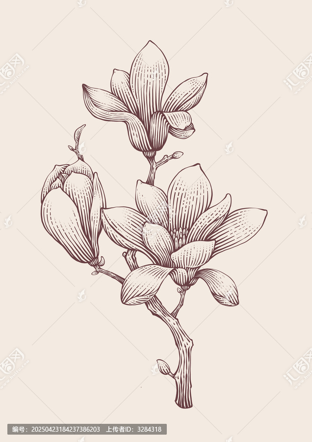 玉蘭花插畫黑白版畫