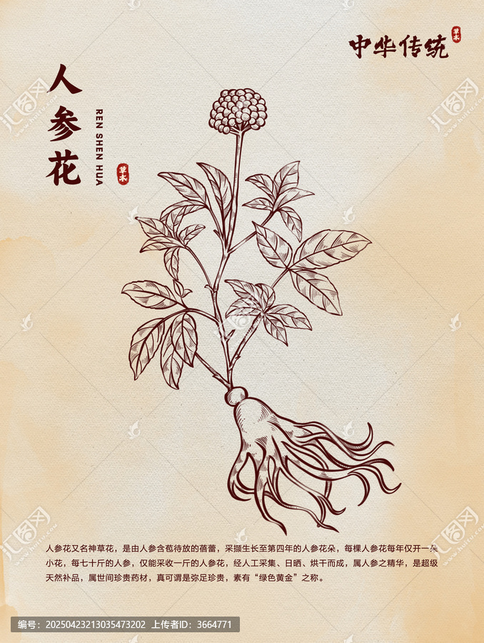 手繪人參線稿