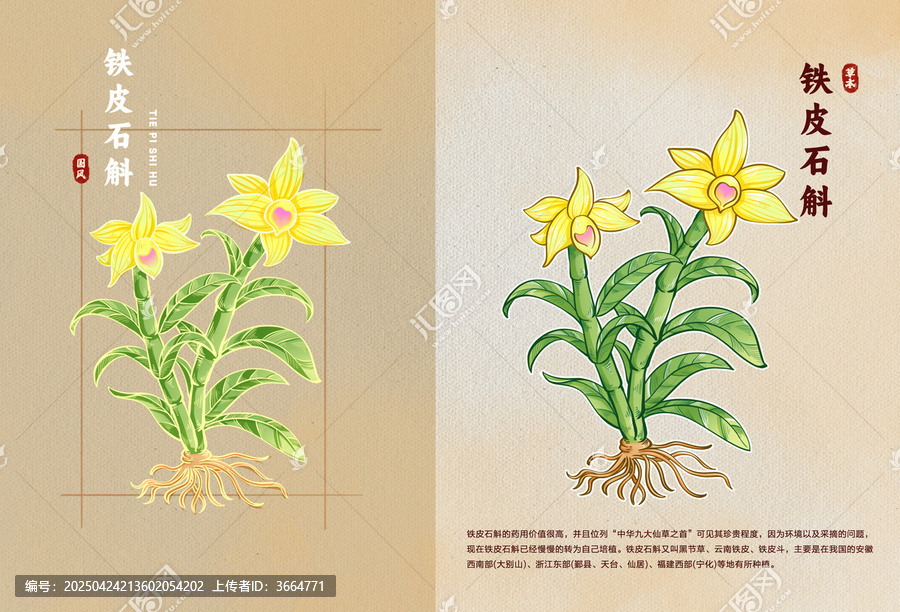 中醫(yī)草藥鐵皮石斛花