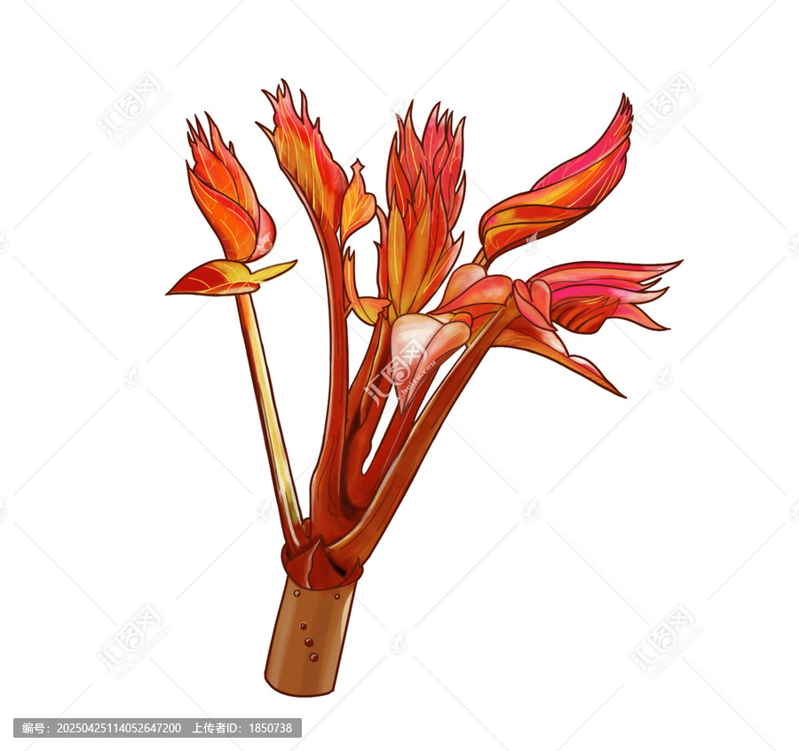 香椿芽