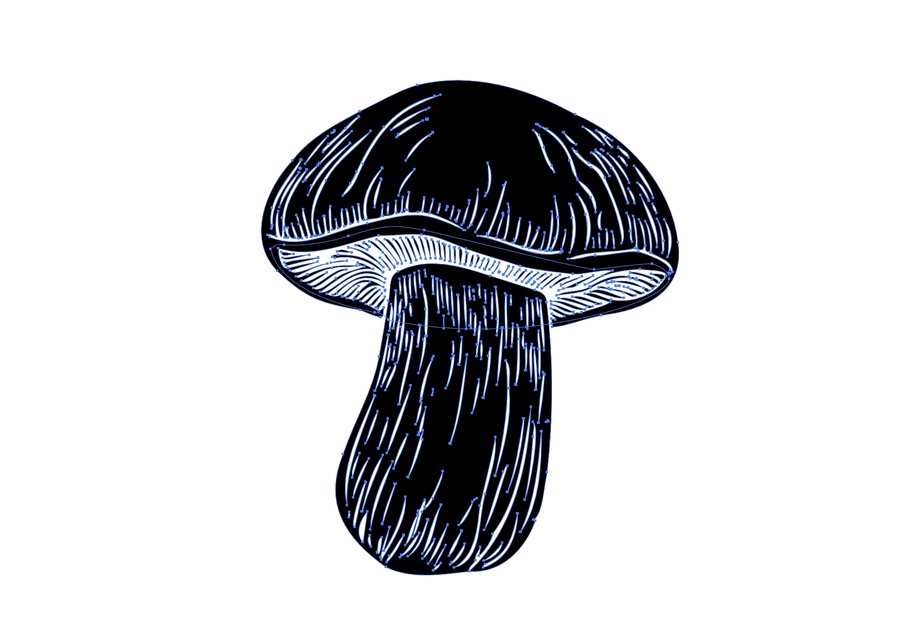 牛肝菌版畫