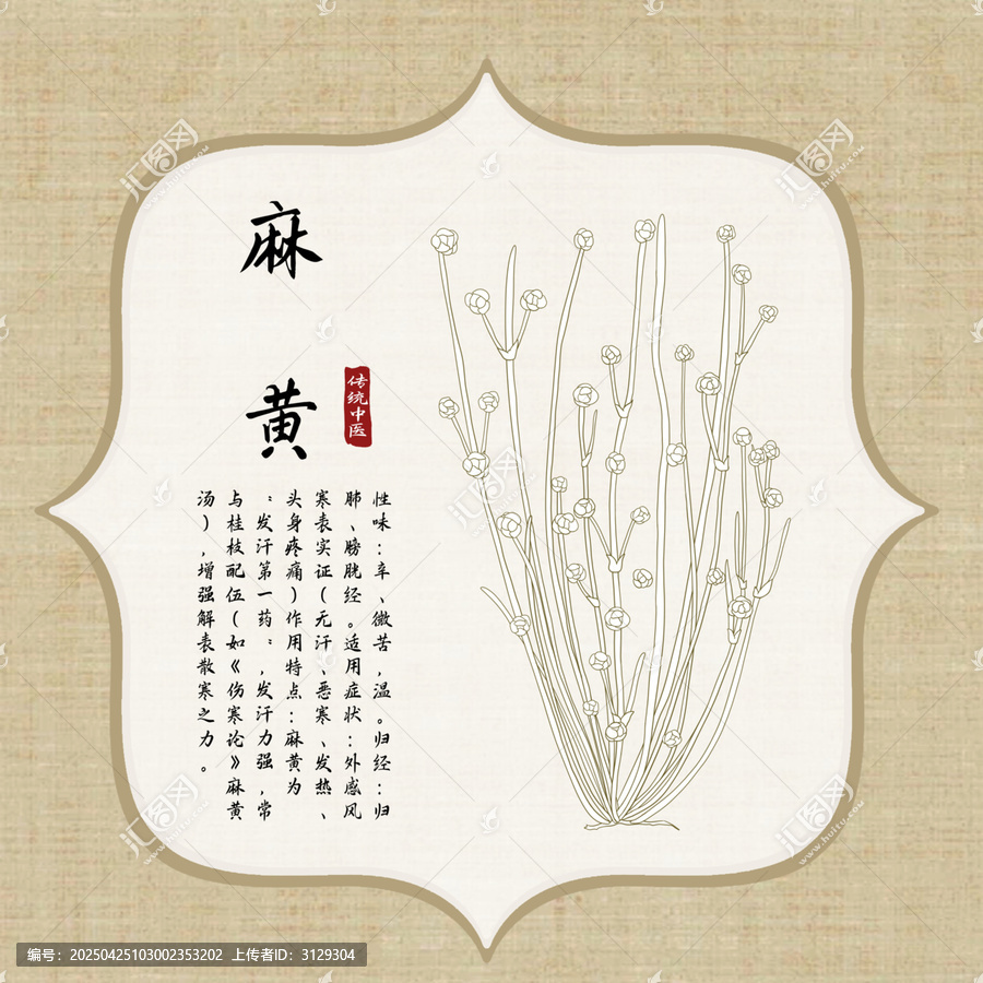 麻黃線稿