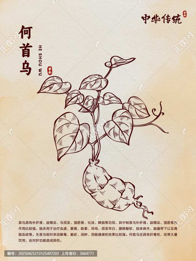 中醫(yī)藥何首烏線稿