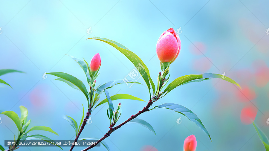 春日桃花花苞的溫柔之美