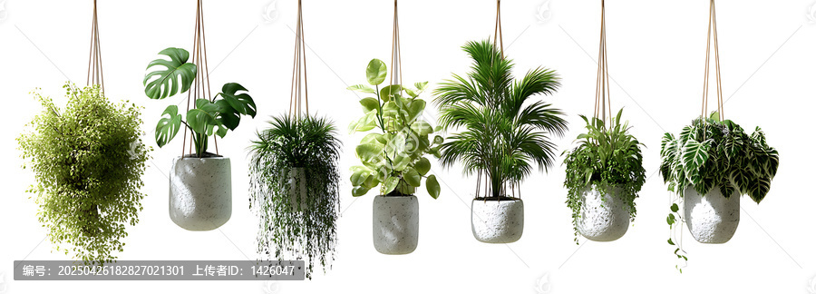 現(xiàn)代花盆中的懸掛植物