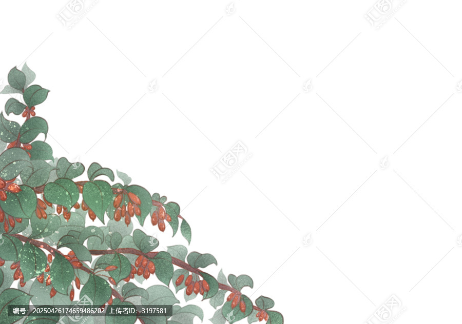 手繪枸杞枝葉清新插畫