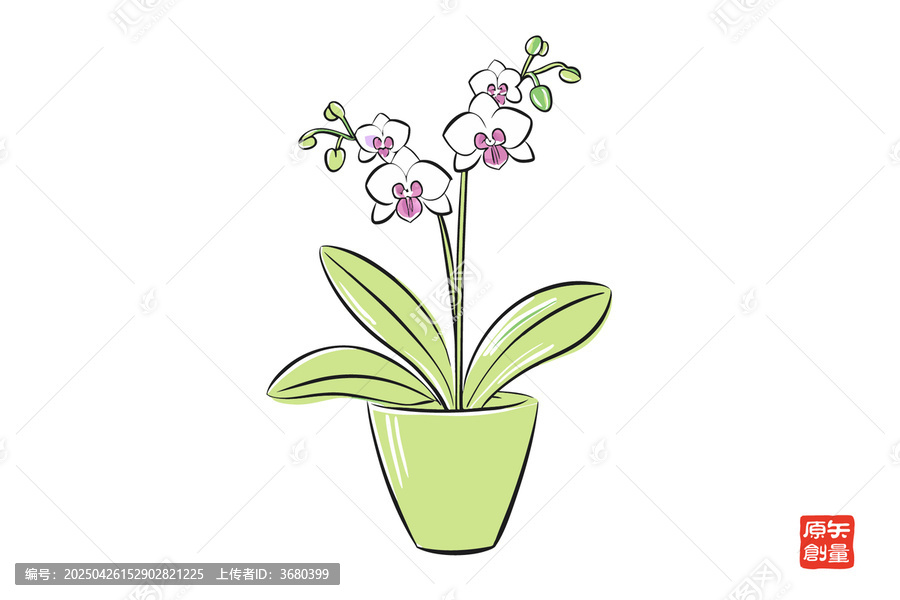 手繪盆栽蝴蝶蘭插畫