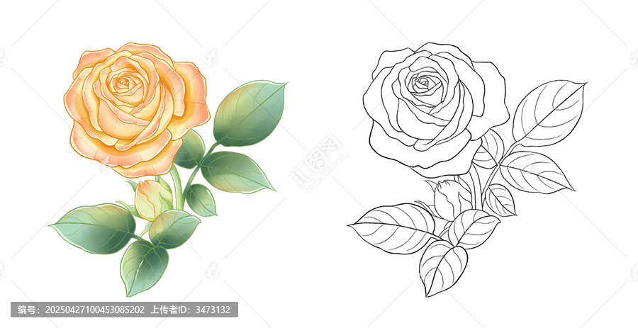水彩玫瑰花手繪月季花插畫