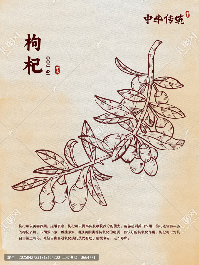 手繪枸杞線稿