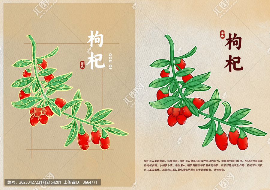 手繪枸杞中醫(yī)草藥