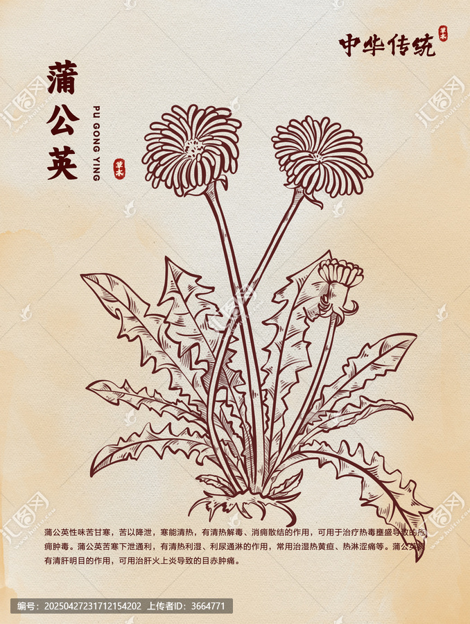 手繪蒲公英線稿