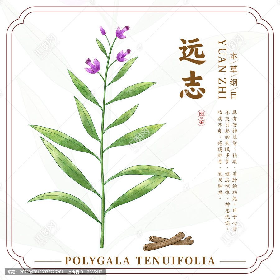 遠(yuǎn)志