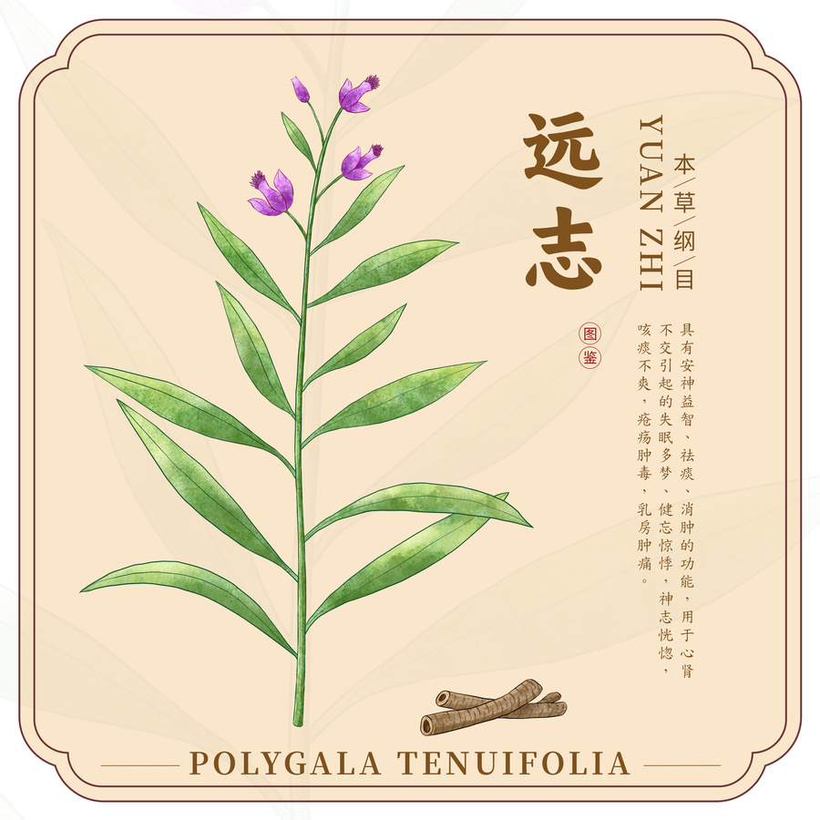 遠(yuǎn)志
