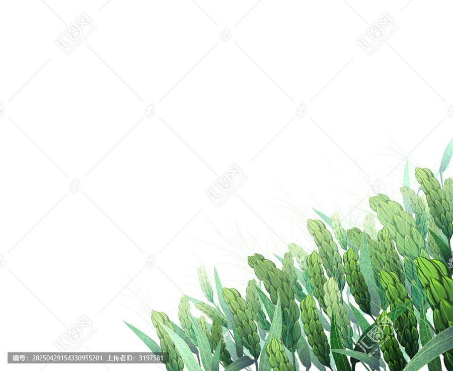 清新綠色麥穗插畫背景
