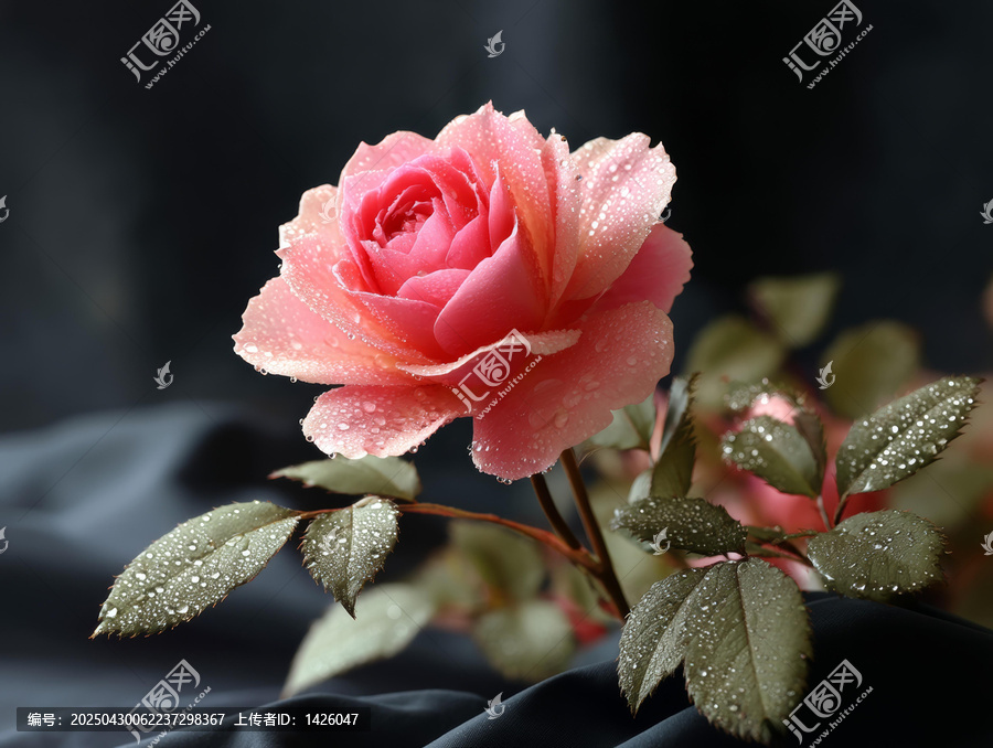 美麗的粉紅色玫瑰花